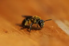 Pigmented Miner Bee thumbnail 1