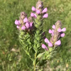 Rosy Owl's-clover thumbnail 2
