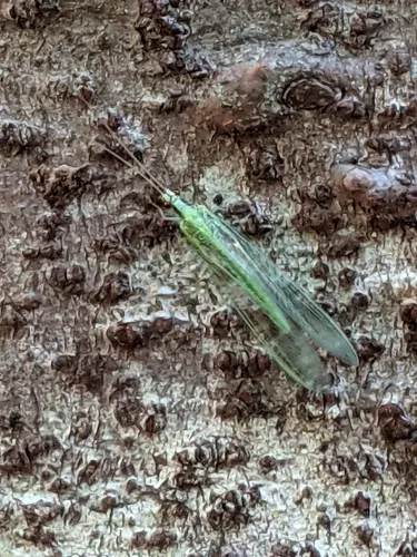 Heavy Green Lacewing