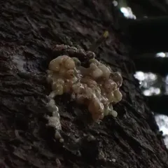 Pitch Mass Borer Moth thumbnail 4