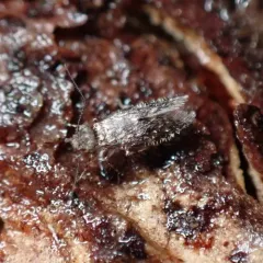 Echmepteryx hageni thumbnail 4