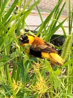Northern Red Bishop thumbnail 3