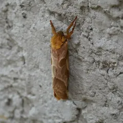 Four-spotted Ghost Moth thumbnail 4