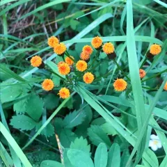 alpine groundsel thumbnail 4