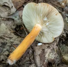 Weeping Milk Cap thumbnail 4