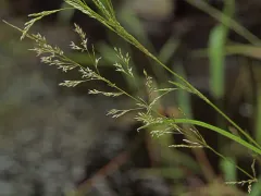 Oregon Bentgrass thumbnail 2