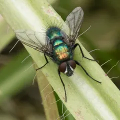 Lucilia elongata thumbnail 3