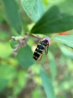 Stenostrophia tribalteata thumbnail 1