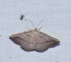 Tacparia atropunctata thumbnail 4
