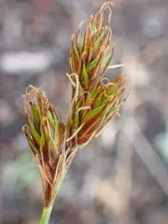 Tahoe sedge thumbnail 2