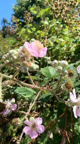 elmleaf blackberry