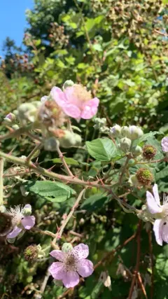 elmleaf blackberry thumbnail 1