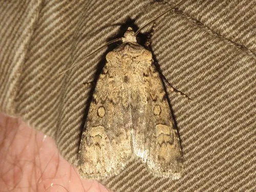 Euxoa scholastica