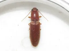 Hooded Click Beetle thumbnail 1
