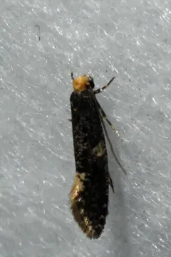 Carrion Moth thumbnail 2