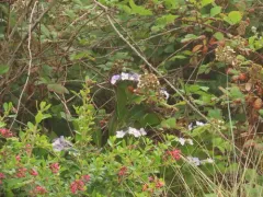 mophead hydrangea thumbnail 4