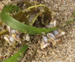 Pacific Gooseneck Barnacle thumbnail 4