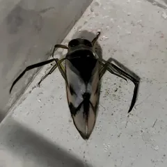 Grousewinged Backswimmer thumbnail 2