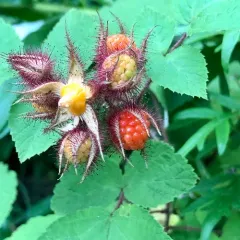wineberry thumbnail 4