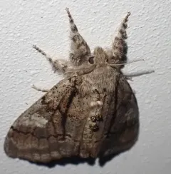 Streaked Tussock Moth thumbnail 2