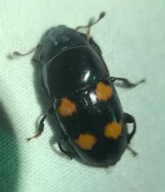 Glischrochilus obtusus thumbnail 2