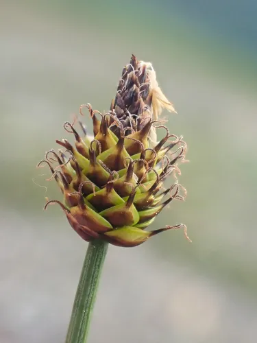 capitate sedge