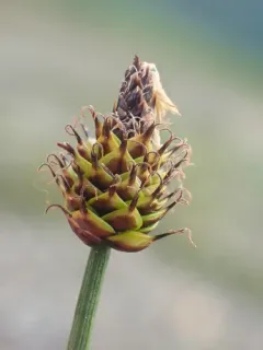 capitate sedge thumbnail 1