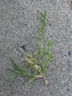 Bermuda grass thumbnail 2