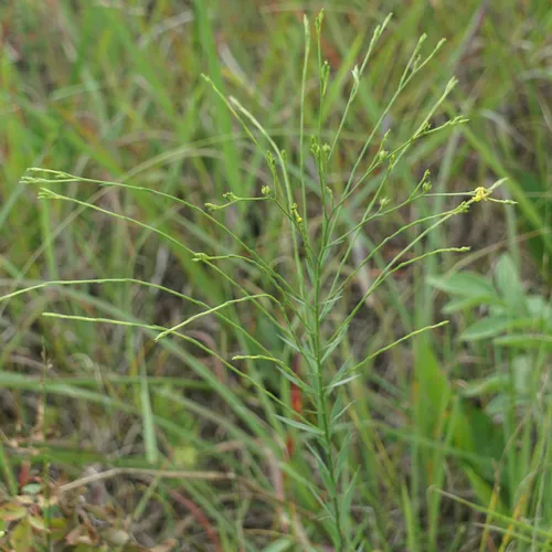 Grooved Yellow Flax