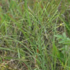 Grooved Yellow Flax thumbnail 1