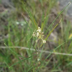 slimleaf milkweed thumbnail 4