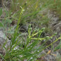cylindrical blazing star thumbnail 3