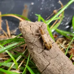 Small Mulberry Borer thumbnail 4