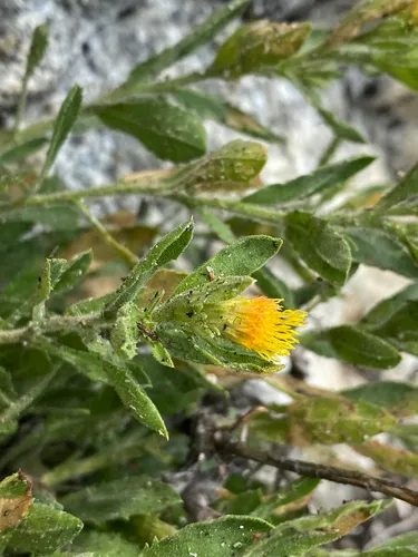 Idaho Goldenweed