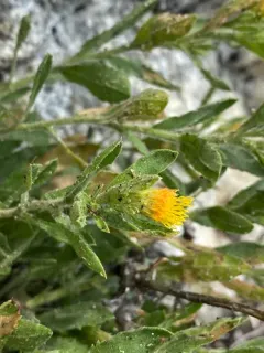 Idaho Goldenweed thumbnail 1