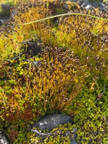 Little Wolverine Moss