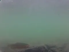 Golden Trout thumbnail 2