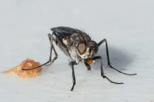Lispe tentaculata