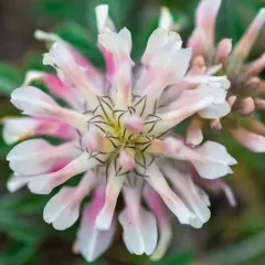 bighead clover thumbnail 2