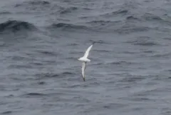 Cook's Petrel thumbnail 3