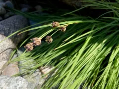 coville's rush thumbnail 2