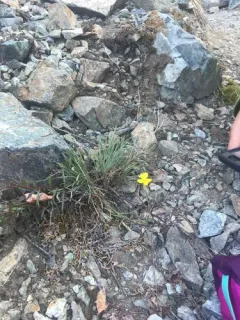 Dawson Wallflower thumbnail 4