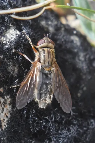Brook's Bog Fly