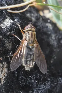 Brook's Bog Fly thumbnail 1