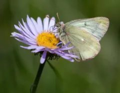 Labrador Sulphur thumbnail 2