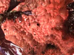 Aplysilla glacialis thumbnail 1