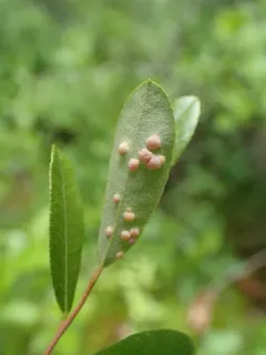 Exobasidium cassandrae thumbnail 1