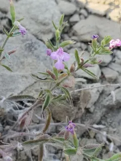 Drummond's false pennyroyal thumbnail 2