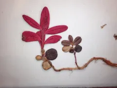 Exobasidium splendidum thumbnail 1