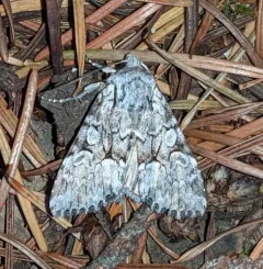 Dark-winged Quaker thumbnail 1